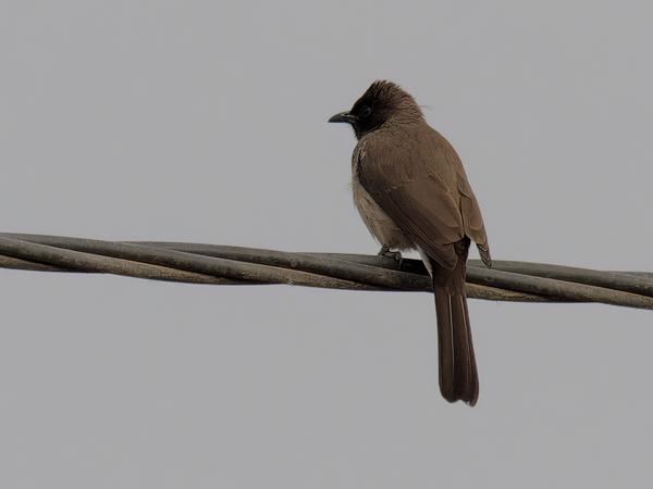 <h3><a href="/trips/marokko/biota/animalia/chordata/aves/040 passeriformes/074 pycnonotidae/pycnonotus barbatus/pycnonotus barbatus-nl.html">Pycnonotus&nbsp;barbatus</a> / Common&nbsp;bulbul / Grauwe&nbsp;buulbuul</h3>OM-1 met OLYMPUS M.300mm F4.0, 1/2000 sec  bij F6.3, ISO 2500, afstand 34.3&nbsp;m